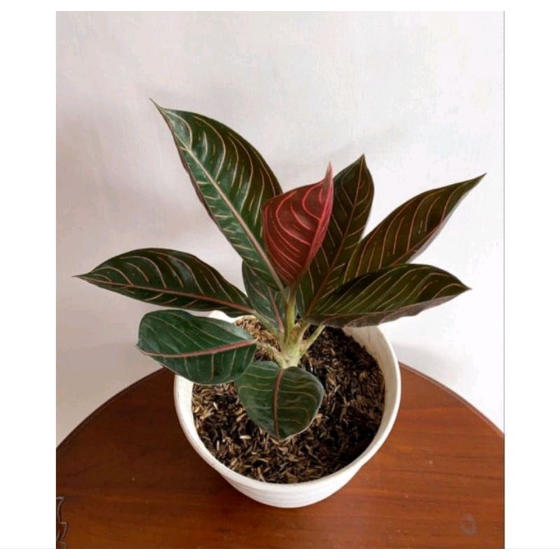 BIBIT Aglonema red sumatra Bibit bonggol aglonema red sumatra bibit aglonema murah