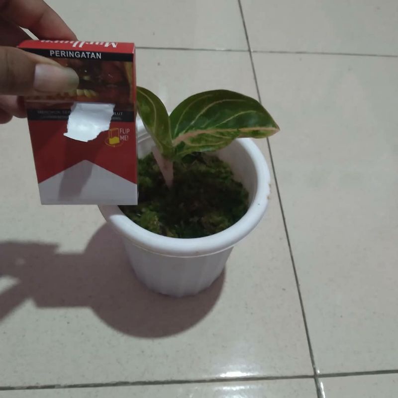 Anakan aglonema rinjani