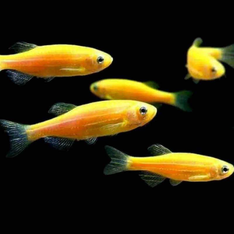 glofish danio yellow ikan aquascape