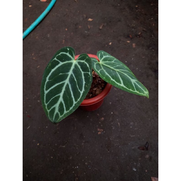 anthurium minahasa kuping gajah minahasa crystallinum dark form