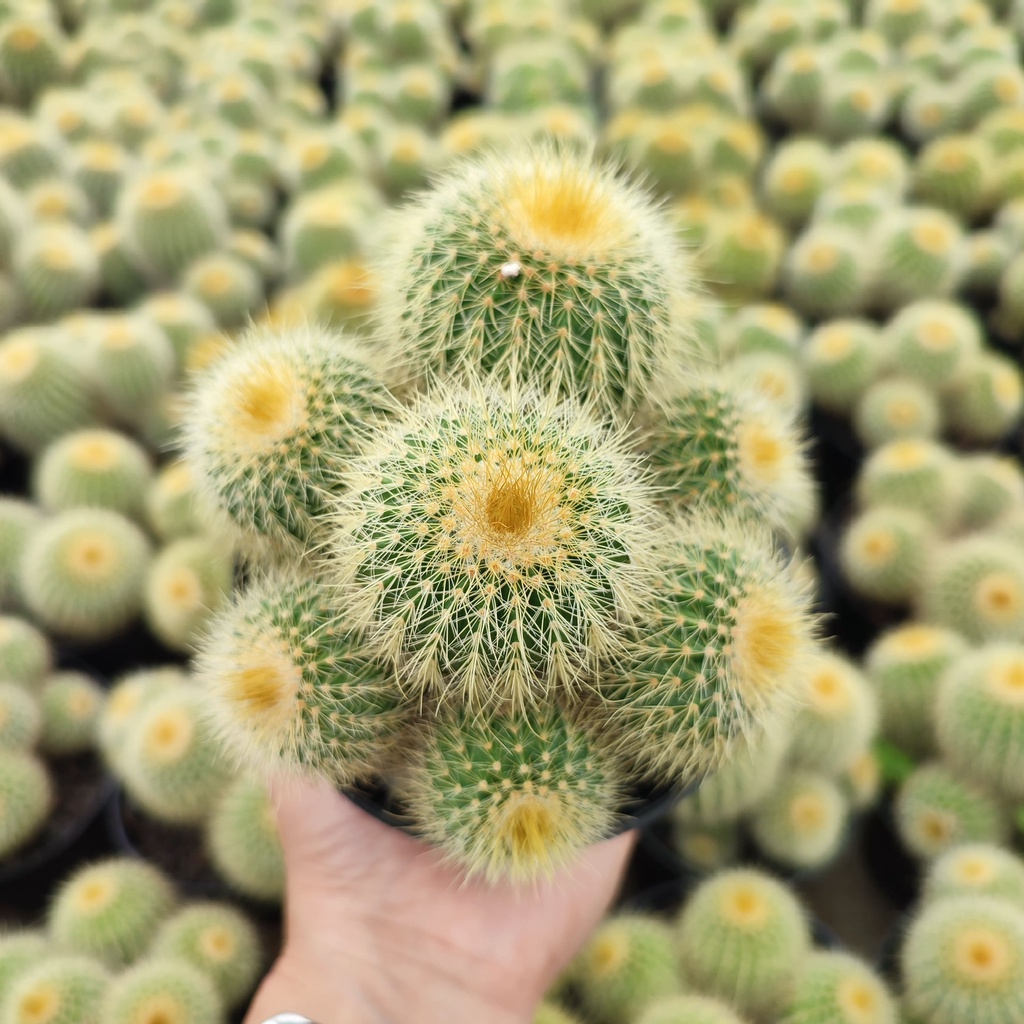 Notocactus Leninghausi Cluster Ownroot | D 10cm | Kaktus