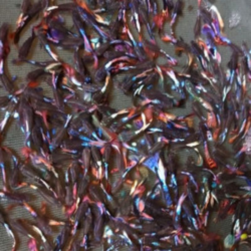 guppy cendolan dragon paket hemat 15&25 ekor