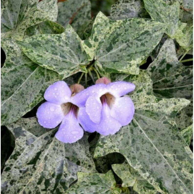Tanaman Hias Merambat thunbergia variegata