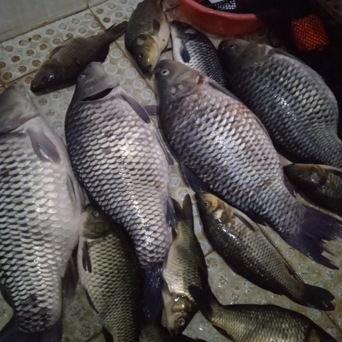 Umpan ikan mas PANDAWA lomba gaplean babon super ikan rame