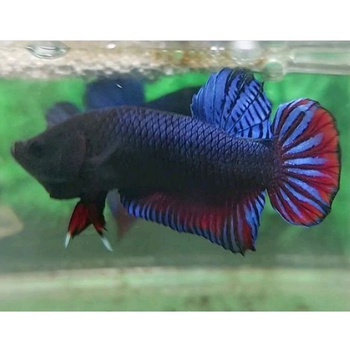 Cupang Aduan Fighter Anakan Import Ipoh Malaysia Bahan Berkualitas