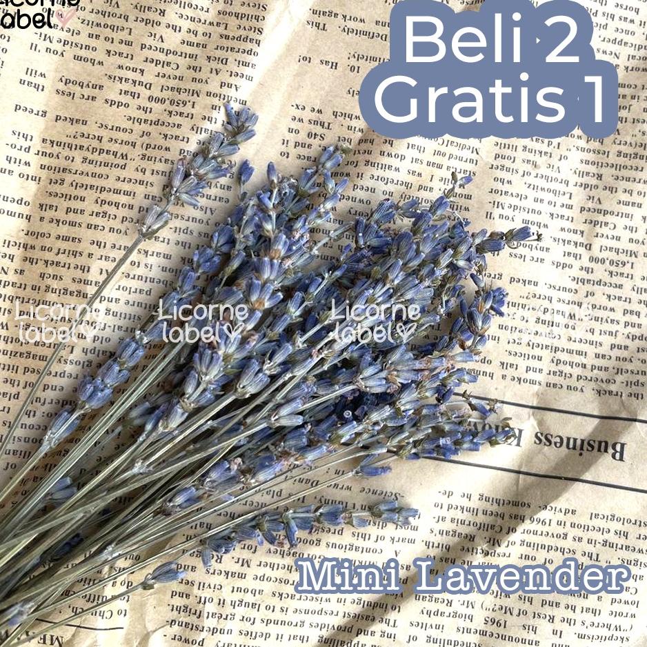 ✔✔SALE✔✔  Mini Lavender Bunga Kering Import Dried / Preserved Flower - bunga asli decor scapbook ham