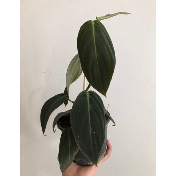 Tanaman hias philodendron gigas