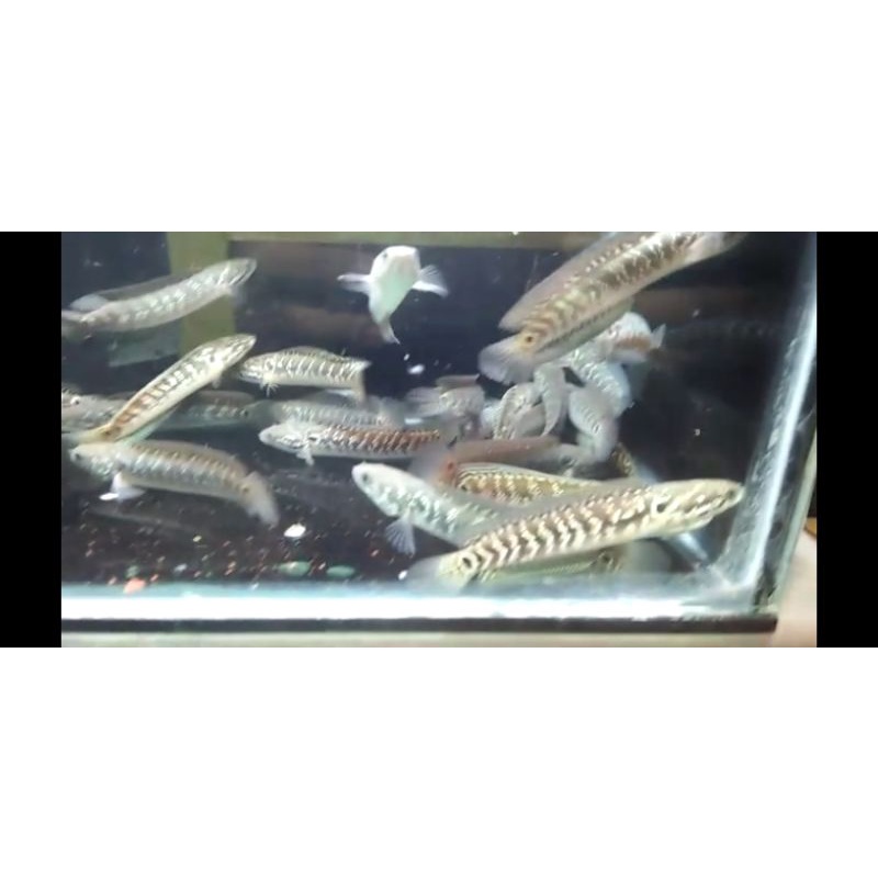 Channa asiatica ws pure || Channa asiatica ws sz 8/9/10cm-+|| COD||astica ws pure mutiara