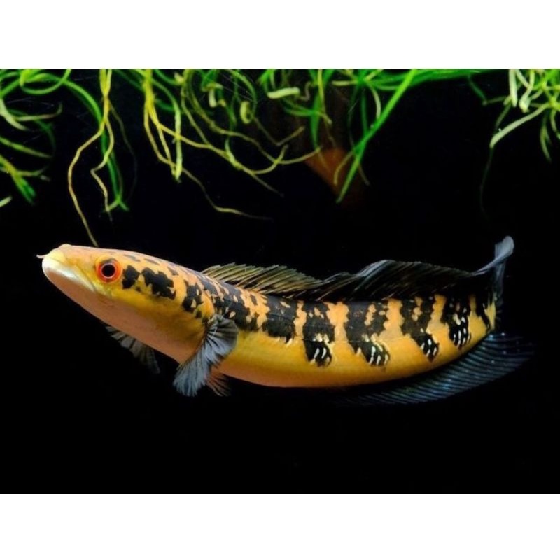 baby chana maru Sellow Sentarum ( Bahan kontes )