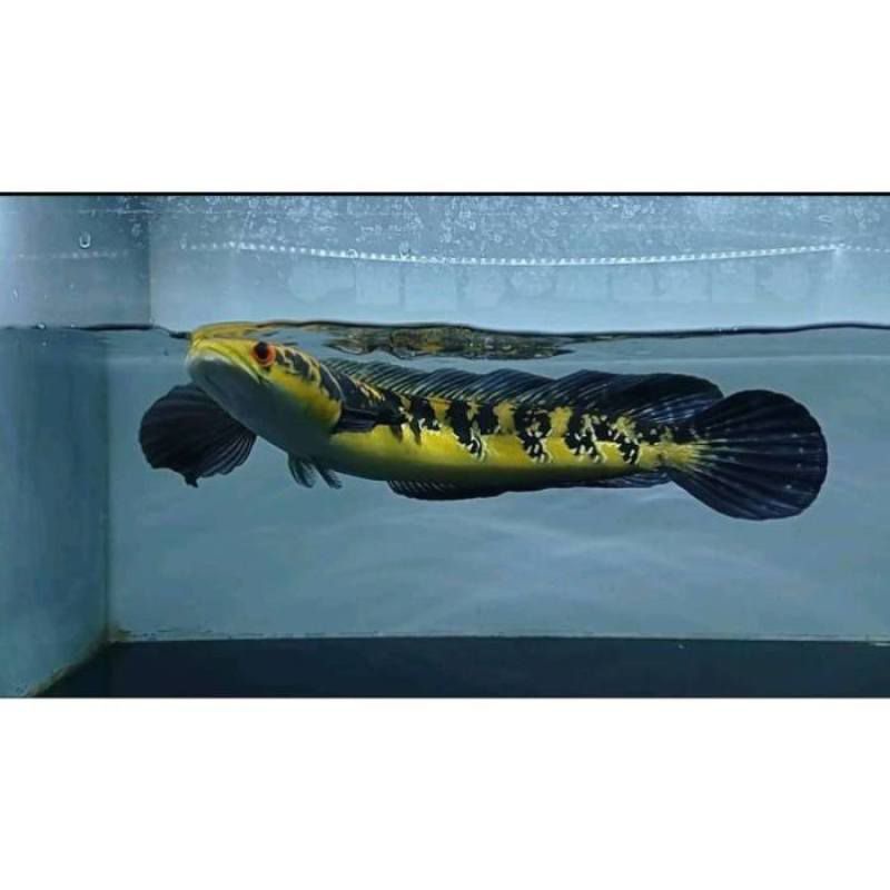 yellow sentarum size 10-12 cm