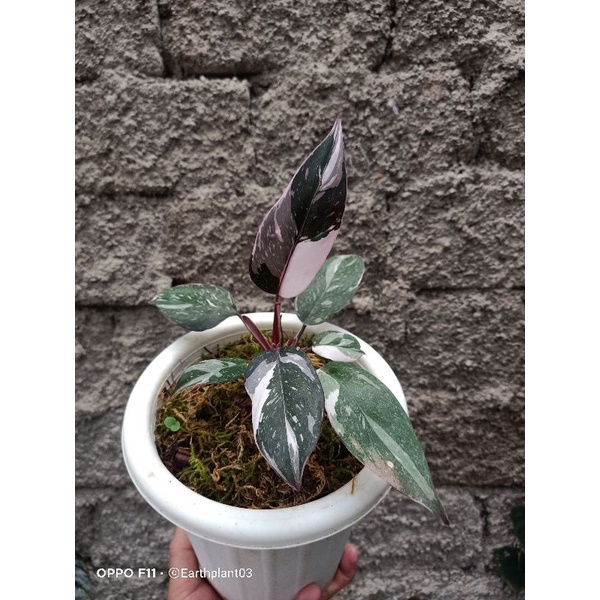 philodendron anderson