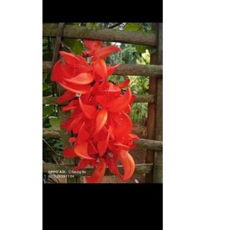 ➲ Flame Of Irian & Bibit Tanaman Flame of Irian ●