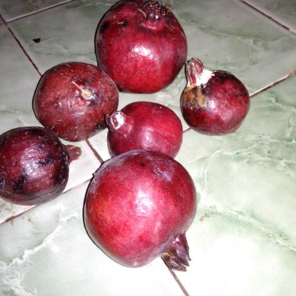 

C91 Buah delima wulung/ hitam berat isi 500gram (isi 3--4 buah) SPECIAL PRICE ↤