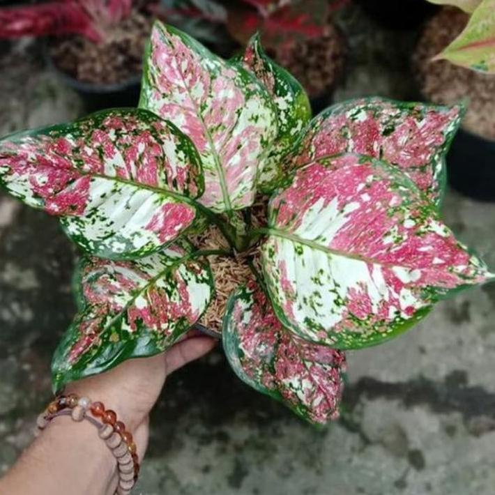 ✥ Bibit bonggol aglonema tricolor Aglonema Murah ☑