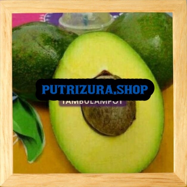 Bibit Tanaman Buah alpukat miki Okulasi Stek Cangkok Unggul oke sukses