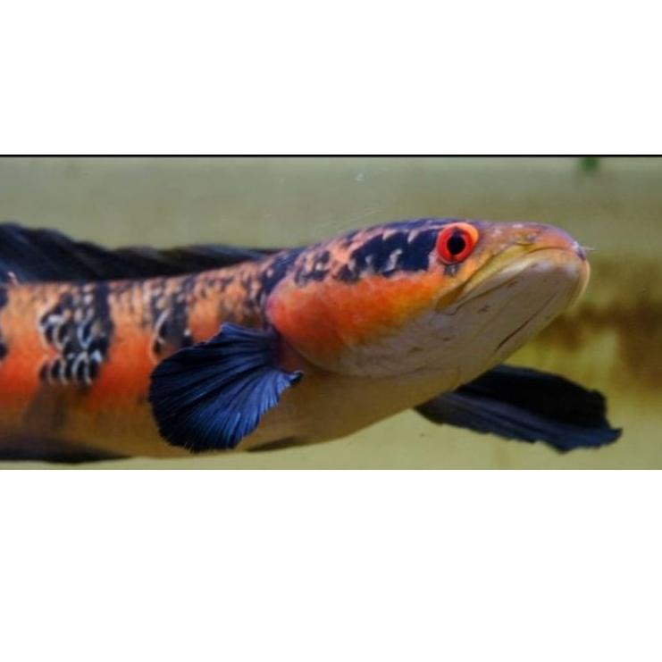 Original  Baby chana Red Barito 2-3cm gas 