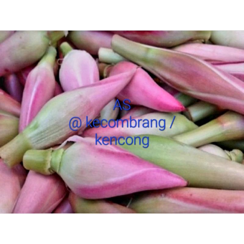 

kencong / kecombrang / pcs ( biji )