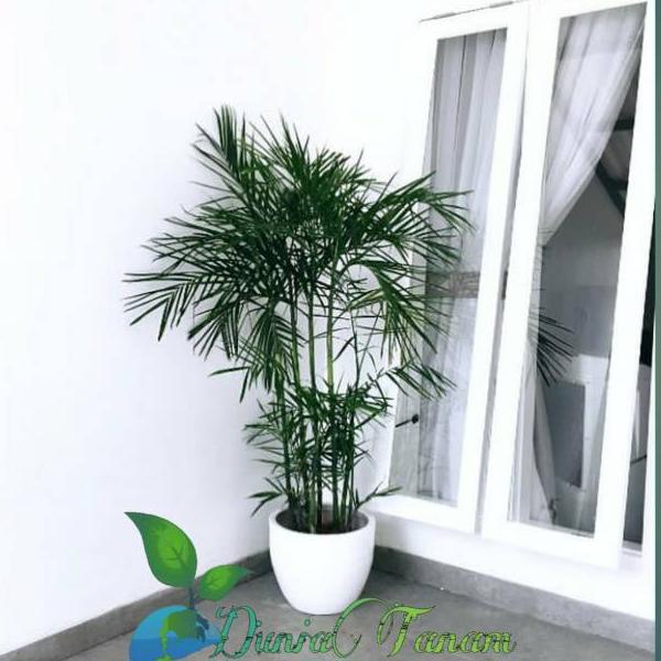 ♚ [RIMBUN] bibit tanaman pohon hias hidup palem palm kuning merah komodoria komodorria komodor ria ♥