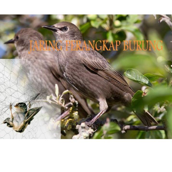 Jaring perangkap burung 