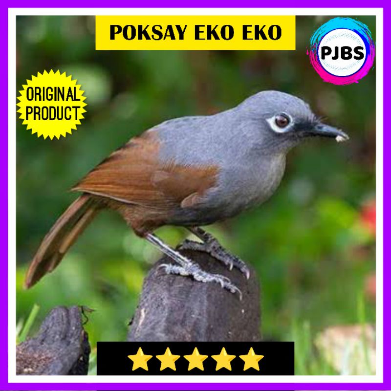 BURUNG POKSAY EKO EKO bukan hongkong mandarin