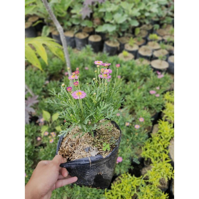 Tanaman Hias Kenikir Cosmos Daisy / Kenikir Pink Pohon Hidup - TitipBibit