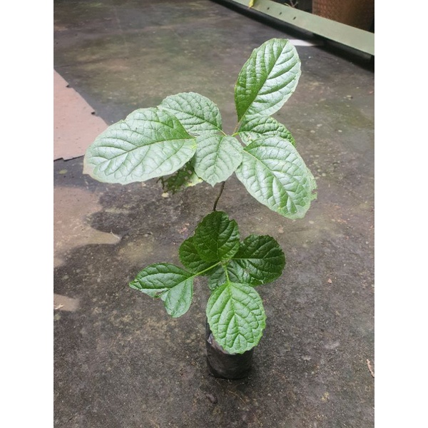 Tanaman keji beling