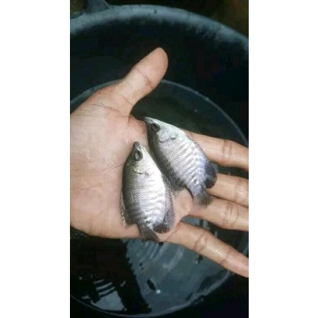 

Bibit-ikan-Gurame