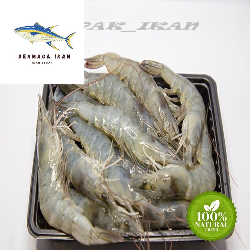 

Udang Vaname Segar Size 65/70 1~Kilogram