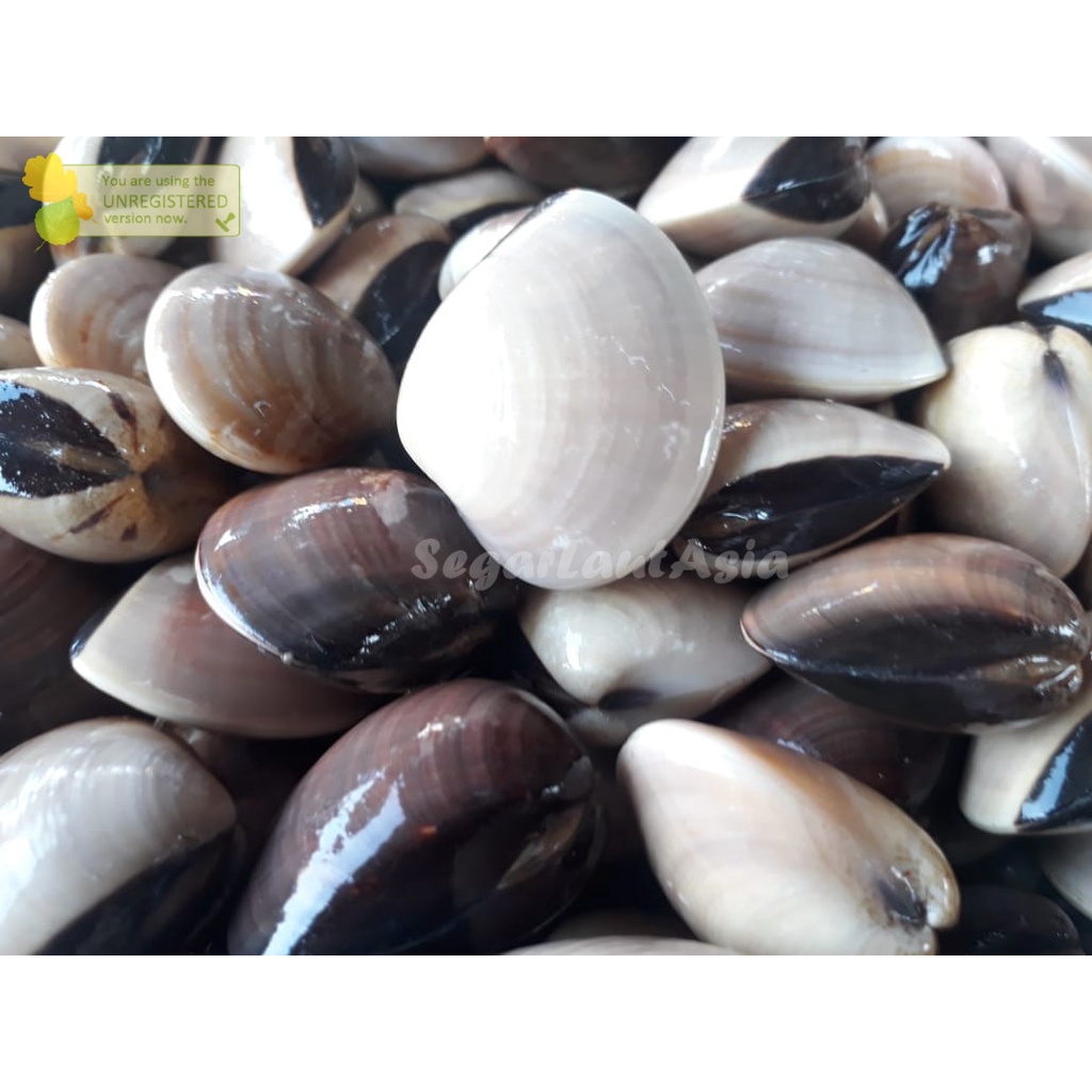 

Kerang Tahu Segar Kerang Kepah Kerang Seafood Segar 1Kg