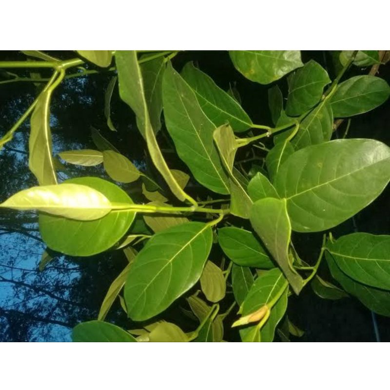 

Daun nangka segar untuk obat herbal berat 100g ready stok