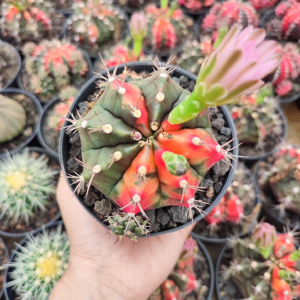 Gymnocalycium Carnelian | D 10 Cm | Kaktus