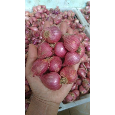 

Bawang merah Probolinggo 1kg