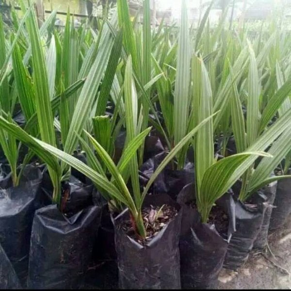 Paket Bibit Pohon Kurma Ajwa Cepat Berbuah Jantan Betina