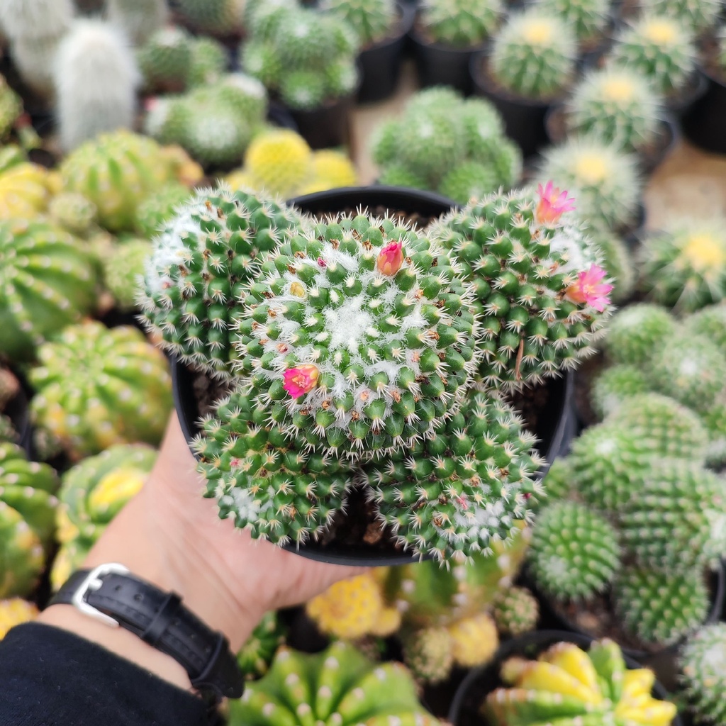 Mammillaria Pagaspina Cluster | D 10 Cm | Kaktus