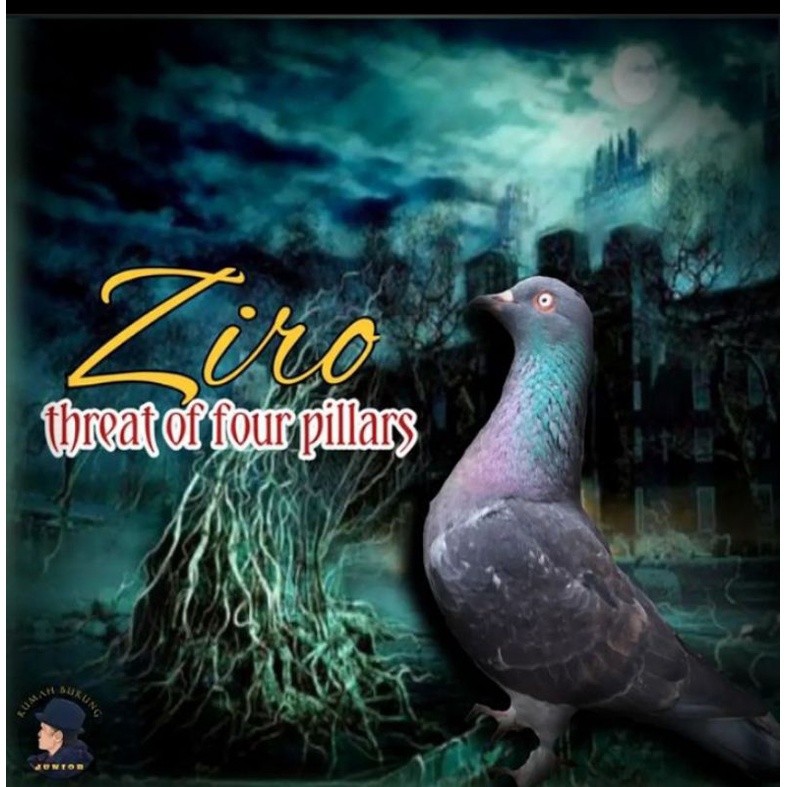 burung merpati SUDAH DILATIH/SETENGAH JALAN burung asli PEKALONGAN