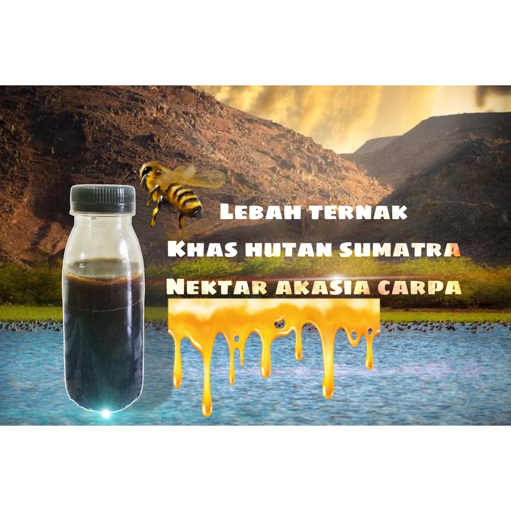 

madu hitam nektar akasia carpa