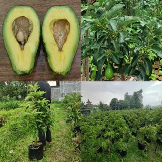 bibit alpukat lilin Asli singkawang Okulasi