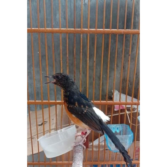 BURUNG Murai Medan trotolan Jantan Trah Prestasi ( Sertikat APBN )