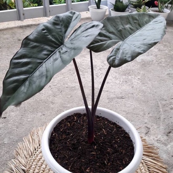 tanaman hias bunga keladi sente hitam Ladang Store