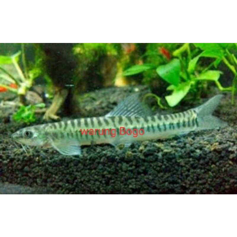 hiasan aquarium aquascape jeler/uceng per10 ekorl