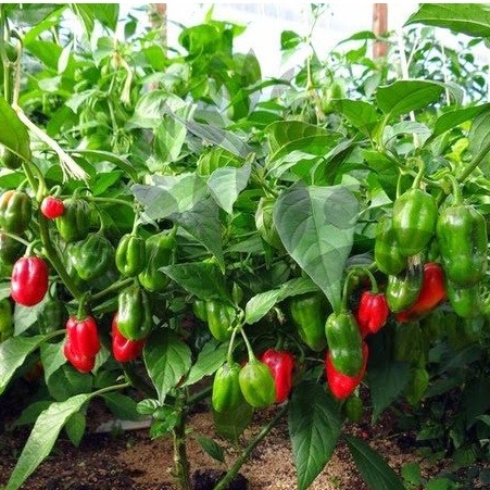 5 Biji Benih Cabe Habanero Merah Super Pedas Unggul Benih Sayuran Cabai Red Habanero Pepper Tanaman Sayur Hias Gendot Dieng