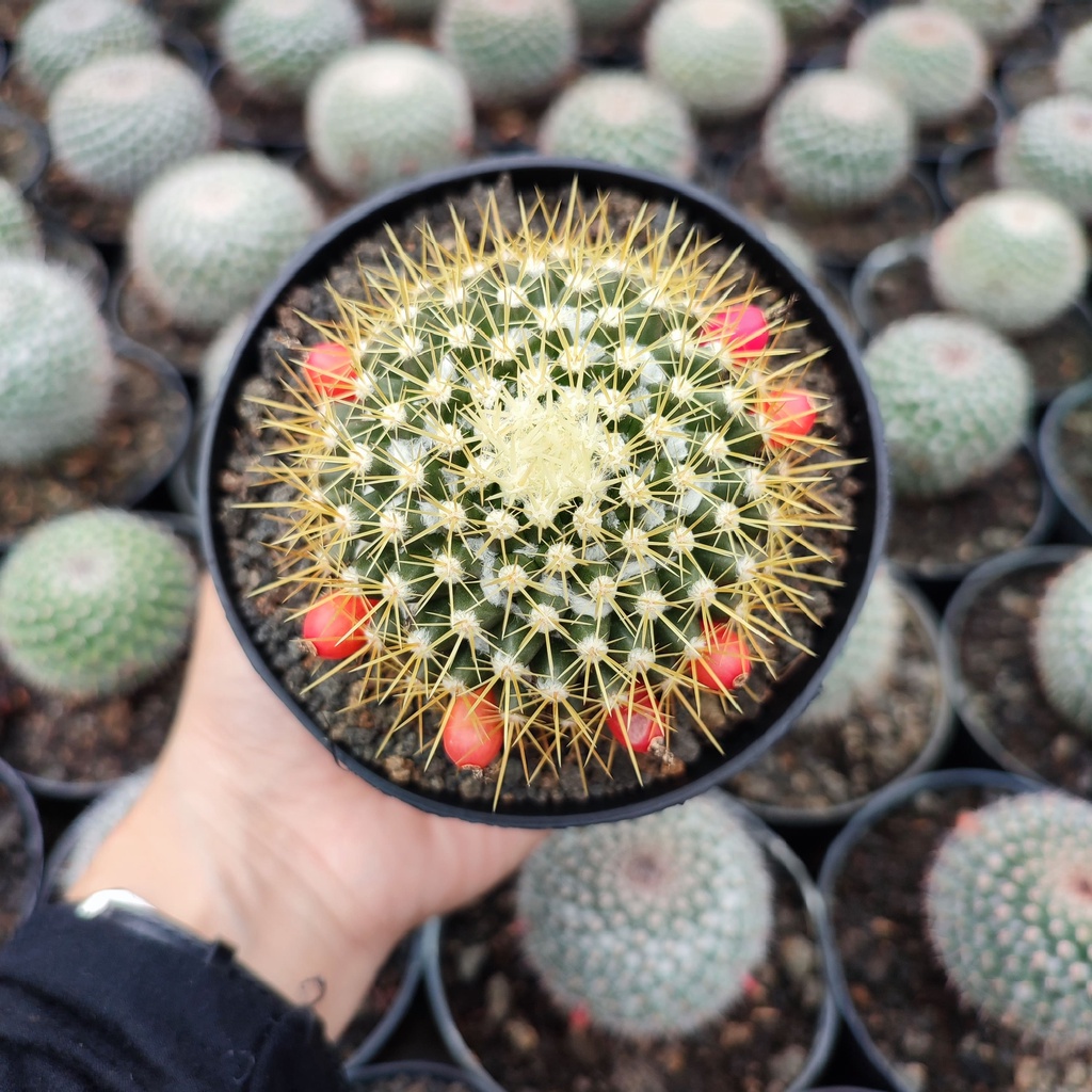 Mammillaria Nivosa | D 10 Cm | Kaktus