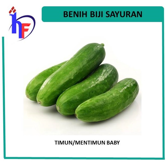 Benih Baby Cucumber-Mentimun Baby