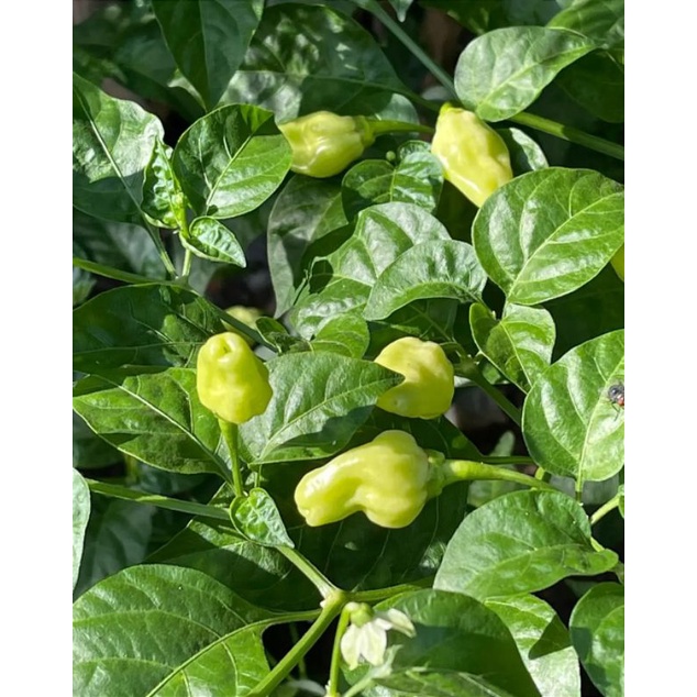 tanaman cabe domba/cabai domba super pedas