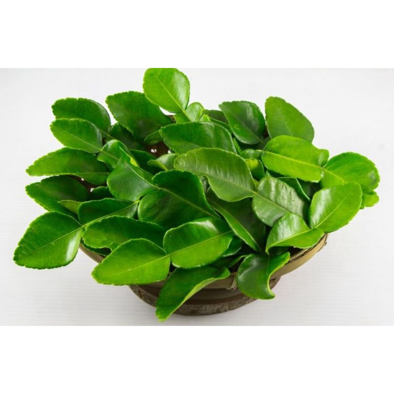 

Daun Jeruk Segar