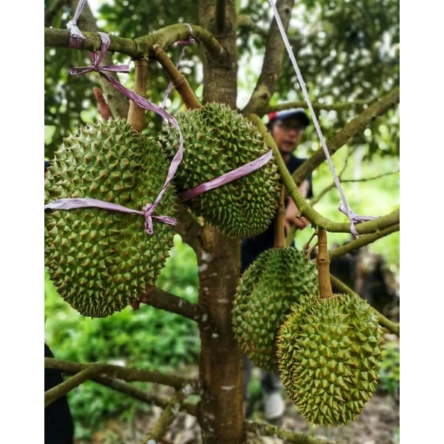 Bibit Durian Duri hitam Batang Besar Ukuran 1 Meter Siap Berbuah