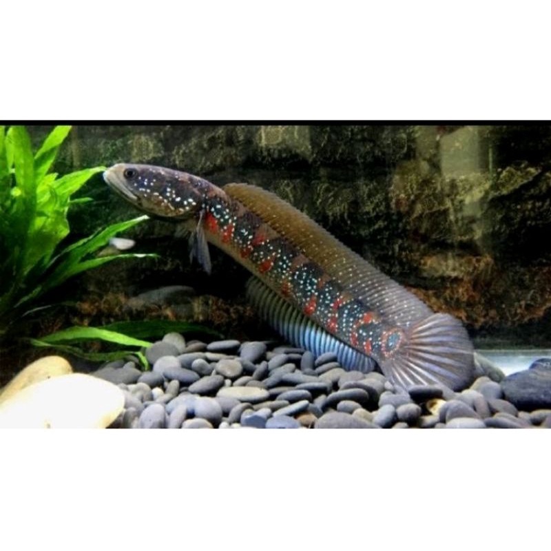 Baby Channa Asiatica RSWS 5-6Cm