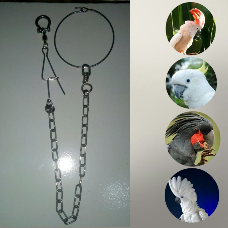 rantai burung large parrot alba,molu,triton,raja,macaw dll