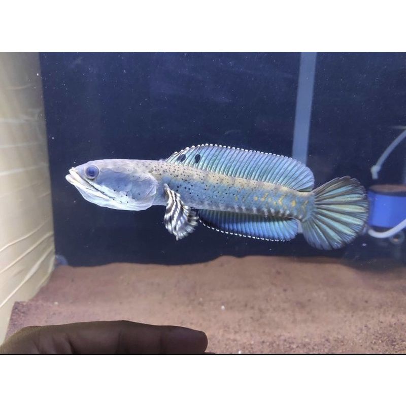 

chana b.pulcra sz 4-5 premium blue