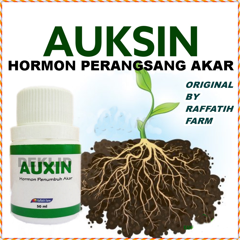 Auxin Perangsang dan Hormon Pertumbuhan Akar Tanaman Stek Anggur By Raffatih Farm